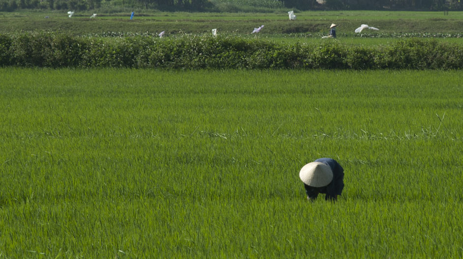 Code of Practice(COP) for Rice Crop Exports : what happens from paddy to platter?